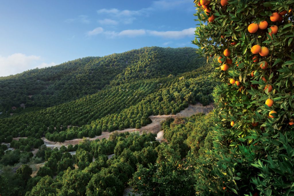 Citrus Revitalization Loans Dfc